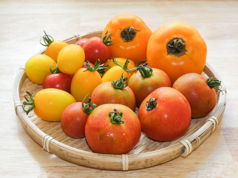 カラフル＊トマト食べ比べ (約1kg)