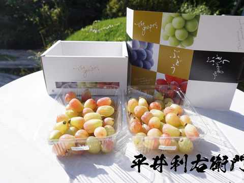 【残り1点！】平井利右衛門の赤ぶどう(バイオレットキング/粒1.5kg)