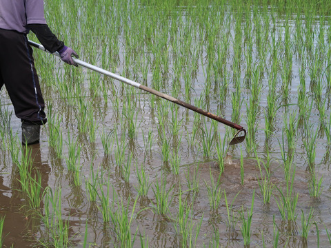 自然栽培（農薬・有機化学肥料不使用）のお米！ 白米２kg　令和４年産