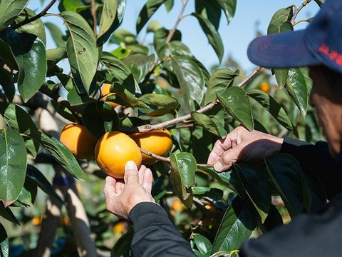美味しさに自信あり！　甘柿「陽豊」10～1４個3.5kg以上　令和5年・６年・７年「太秋柿」茨城県知事賞を受賞した栽培技術と柿愛あふれる情熱で育てています。