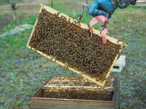 さくらのはなうた(天然・非加熱 桜はちみつ／200g)