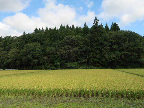 自然栽培（農薬・有機化学肥料不使用）のお米！ 白米５kg　令和４年産