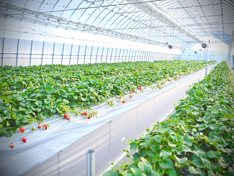 加工用「あまりん」たっぷり1Kg！