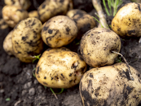 【肥沃な黒土が濃い味を引き出す】兵庫県但馬産新じゃが！　《きたあかり　箱入４kg》