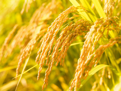 岐阜のお米 ハツシモ  
令和7年産  白米 10キロ 🍚