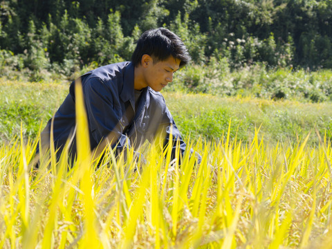 ホタル舞う熊本県産お米「にこまる」精米 10kg 農家直送