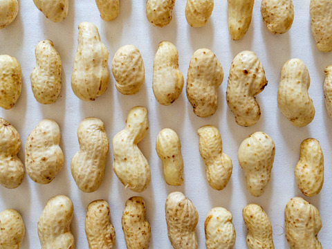 【落花生】生おおまさり 600g