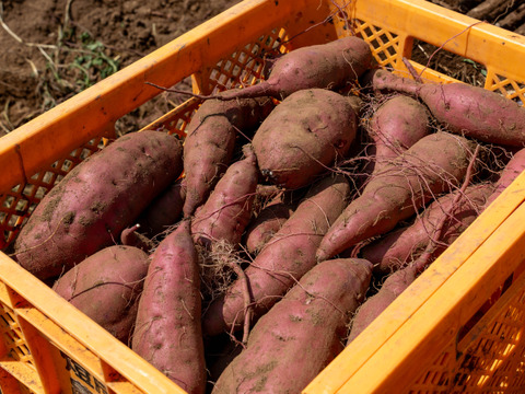 低温熟成保管‼茨城県産紅はるかS～Lサイズ混合10㎏　さつまいも　サツマイモ