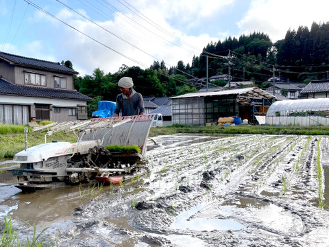 【2025年度産】自然栽培&天日干し『古代米ミックス』［紫黒米＋緑米］玄米250g（富山県氷見産）