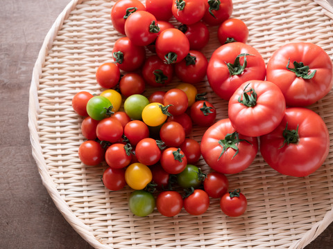 旨味の強い！楽しいトマト色々詰め合わせ【2.3kg】