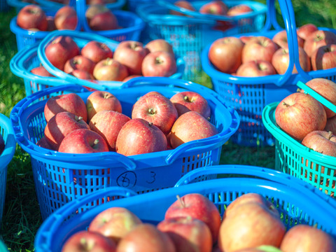 【特別栽培りんご】サンふじ🍎🍏王林セットたっぷり10kg  キズなし良品🎁 低農薬 化学肥料不使用 特別栽培認証 りんご食べ比べ 詰め合わせ