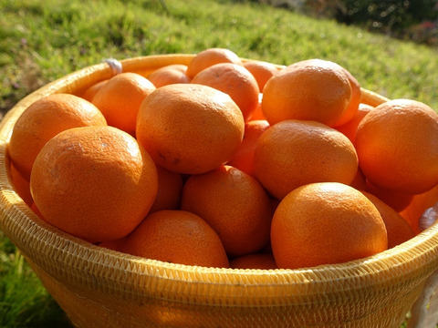 （超限定）濃厚ゆら早生！　10ｋｇ（箱込み）