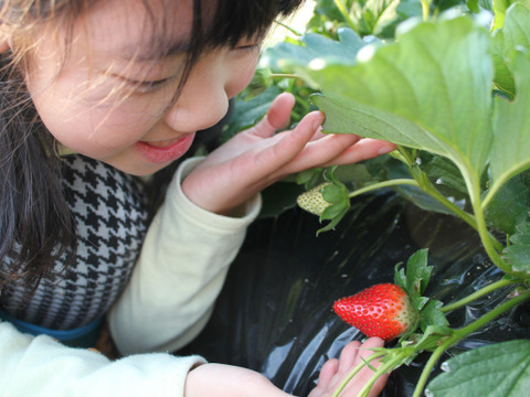 お祝いに！奈良高級ブランドいちご『古都華』特別栽培農産物　2パック1箱（熨斗付）