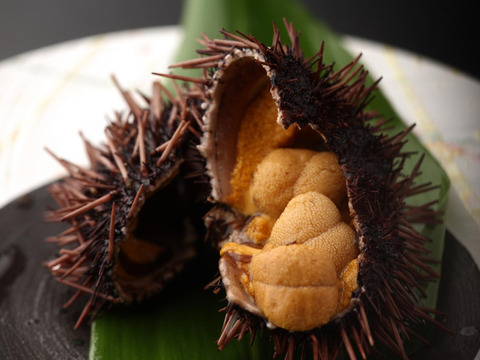 【幻の高級ウニ】赤ウニ/殻付きそのまま/とろけるコク/5個【生】