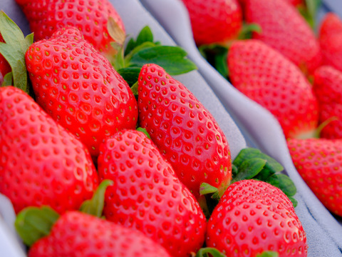 🥇いちごグランプリ2025金賞受賞！超希少品種！『肥後こまち』ご家庭用パック 250g×2p