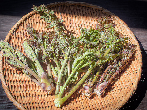 天然山菜　秋田の伸びたタラの芽150g　世界遺産白神山地付近産