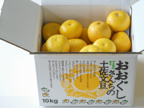 【M玉家庭用10kg】「小玉土佐文旦」濃厚でジューシー！高知県の特産みかん