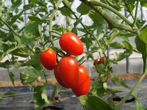 【完熟ミニトマト100％】まるで飲むフルーツ。10年以上、学校給食に選ばれ続ける信頼の自社加工（無添加・無着色）