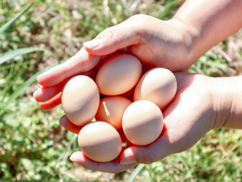【大寒卵】★平飼いで育てた有精卵12個入り★
小振りながらも濃厚な土佐ジロー卵 　仁淀ブルーの町いの町からお届け