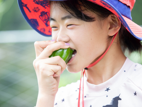 【食べチョク限定】ゆたかわファーム 東三河の季節の野菜セット7品（農薬・化学肥料不使用）