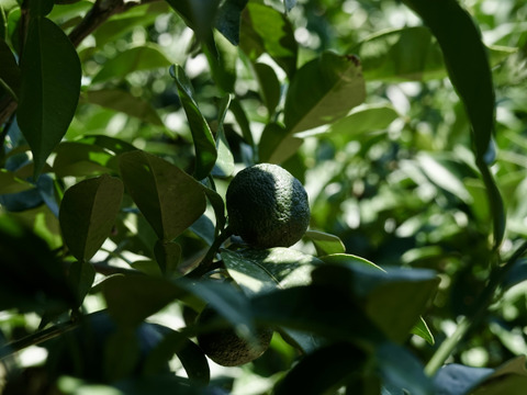 【薬味や香り付けに】青柚子 1kg【防腐剤・ワックス不使用】