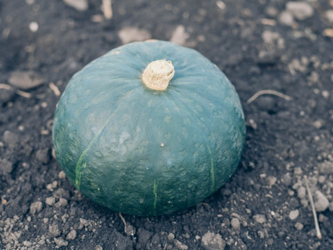 【2個入り約3.5キロ】信州伊那谷のやまとわが無農薬で栽培したかぼちゃ
