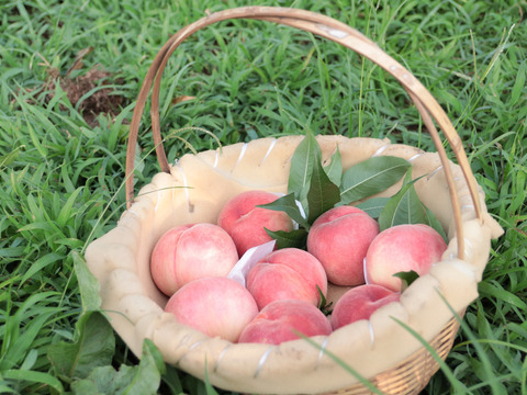 【母の日ギフト】桃農家が作る　自社農園の果物のみを使って作った大人気ジェラート　６個入