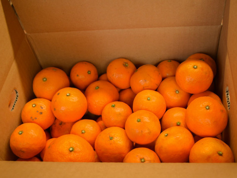 【お得用】はるのみかんカラマンダリン　お得用5キロ×1箱