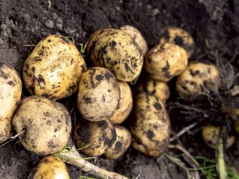 【ごろっごろ新ジャガイモ】　兵庫県但馬産新じゃが！　《きたあかり　箱入７kg》