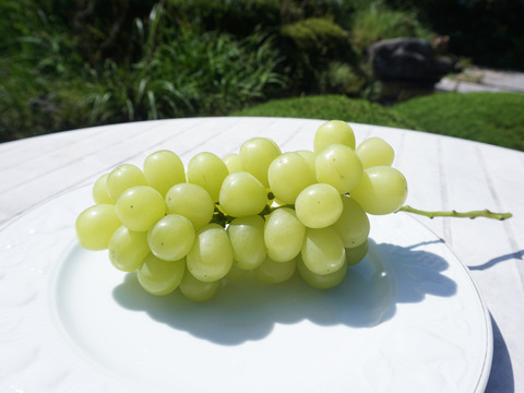 平井利右衛門の黒赤緑ぶどう(ブラックビート・クイーンセブン・サンシャインレッド・ジュエルまたはマスカ/各1房)