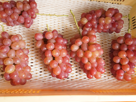 【値引き中！総重量1.5kg以上！】平井利右衛門の赤ぶどう（コトピー/3房）