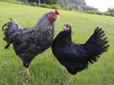 ＼ 鹿児島から冷蔵でお届け／　黒さつま鶏のメス丸鶏1羽(約2kg)