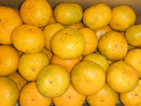 【自然栽培】 クリスマスやお正月に最適　食べ出したら止まらない 美味しい 早生みかん（3K）