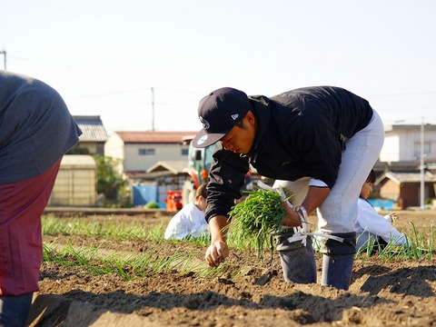 【期間限定！】大人気♪甘くて柔らか美味しさ感動級♪グリーンボール５玉