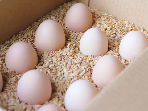 【天然記念物】原種比内鶏の有精卵６個 数量限定お試しセット
