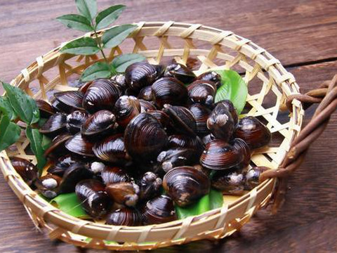 【丑の日ギフト】豪華な大サイズ１kg　十三湖産「大和しじみ」