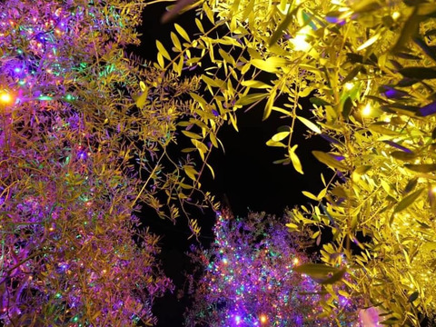 河野農園のオリーブオイルとえごま油の詰め合わせセット