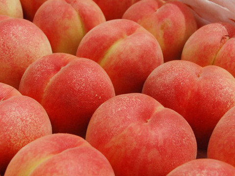 ８月２９日までの販売　「川中島」 １.２ｋｇ（５～６個位） ２箱