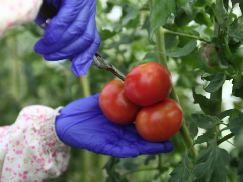 【８月中旬より発送】【夏ギフト】今年はトマトを贈りませんか♪　高糖度トマト贈答用　24玉前後　化学肥料・農薬完全不使用