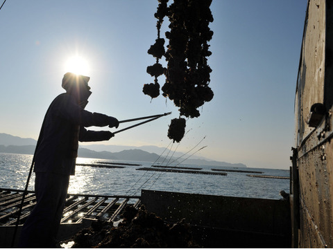 【冷凍】揚げてるかきフライ6個入　電子レンジで簡単調理♪　広島県産生食用かき　ご自宅用！