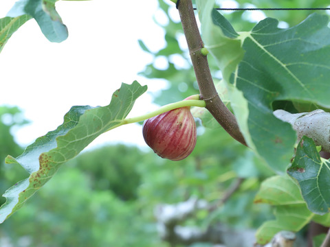 【朝採れ完熟！糖度18度以上も！？】淡路島産 イチジク9個入り（栽培期間中、農薬・化学肥料不使用）