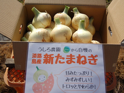 クール便【小玉】淡路島 新玉ねぎ！毎日ちょっとずつ食べたい方に！3kg【ひょうご安心ブランド認証】特別栽培 極早生