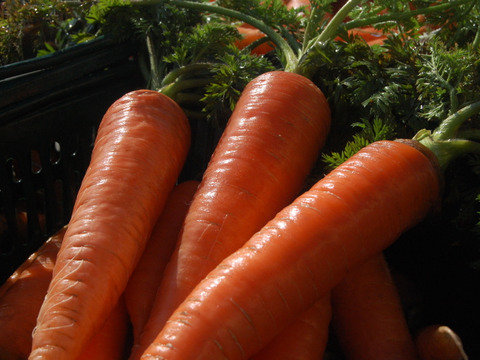 【有機JAS認証】採れたて人参3kg、みずみずしい！味が濃い！甘みも十分！