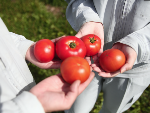 【8月上旬出荷スタート！】お料理に便利！まるごと冷凍トマト2.5kg　化学肥料・農薬完全不使用安心安全　青森産