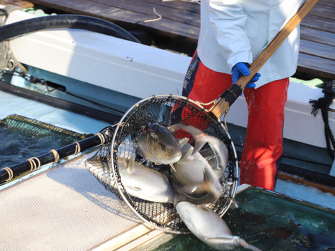 ※数量限定※包丁まな板いらず♪解凍するだけ！【みやび勘八スライス5P】お刺身用！