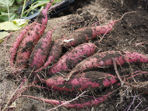 ホクホク系詰合せ！栗かぐや＆すずほっくり