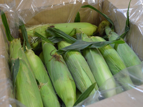 ※予約販売※【夏ギフト】【朝どれ】甘さ爆発！弾けるとうもろこし🌽　黄・白食べ比べセット 各4本、合計8本 『Re.FOODS The Morokoshi』