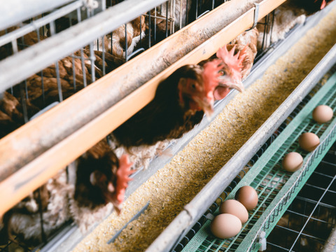 【ギフトにも】プリっと卵で栄養満点！！朝採りふるさと地たまご60個（破損補償10個含む） 食べチョク　通年常温便【熨斗対応可】