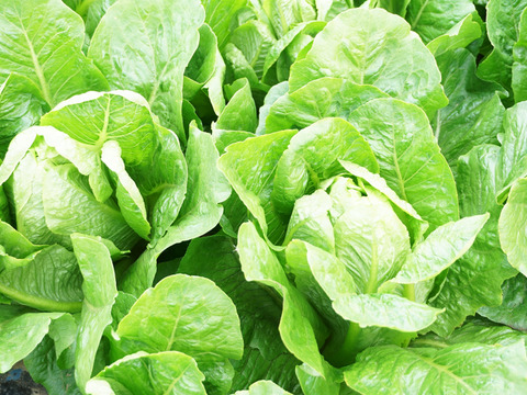 【お試し】京都産ロメインレタス2玉＆旬のイタリア野菜ちょっとずつセット
