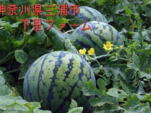 追加投稿！残り15玉！即終了！2025年150玉限定の自根栽培の激レアスイカ！シャリ！とした食感と水々しさ、汗と涙のロマンが詰まった希少価値のある金時の大玉スイカ（8kg）